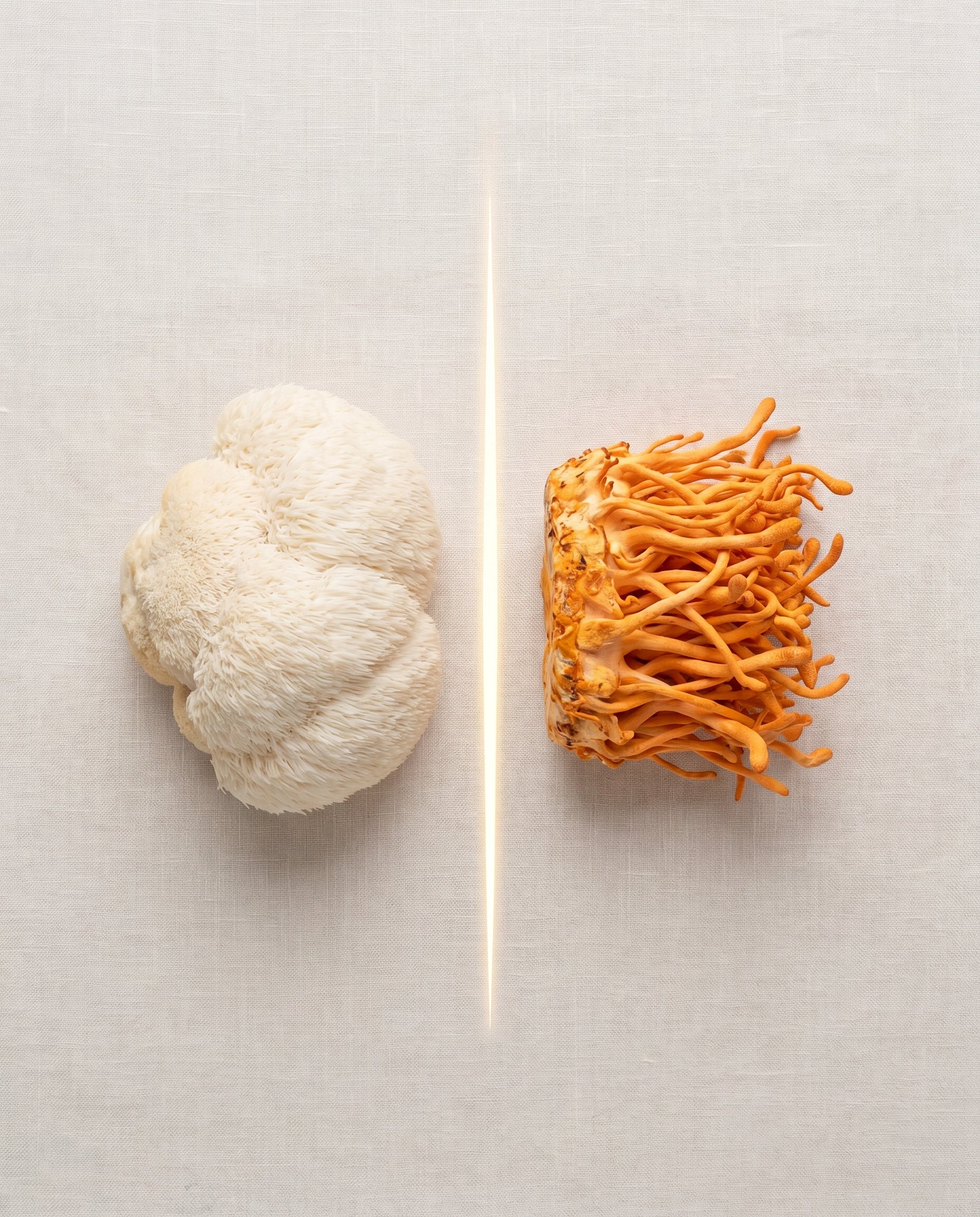 Lion's Mane vs Cordyceps: Which Mushroom Do You Actually Need?