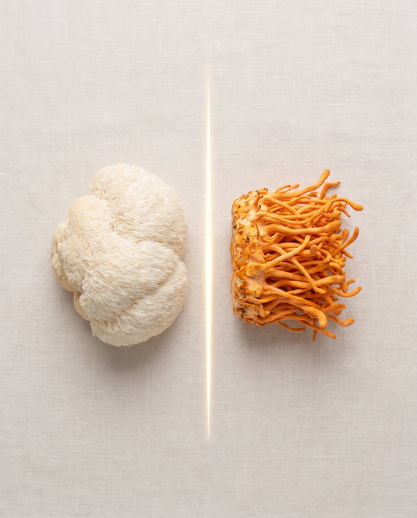 Lion's Mane vs Cordyceps: Which Mushroom Do You Actually Need?